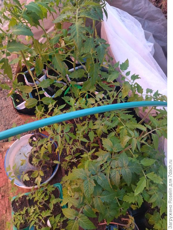 Помидоры. Те, что в литровых пакетах точно завтра высажу.