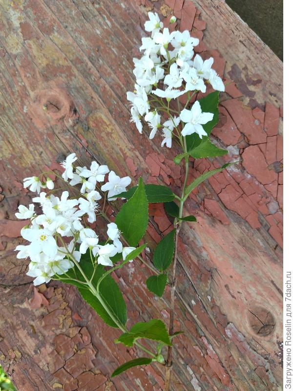 Веточка вблизи