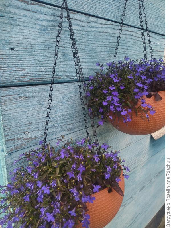 Кашпо на солнечной стороне веранды