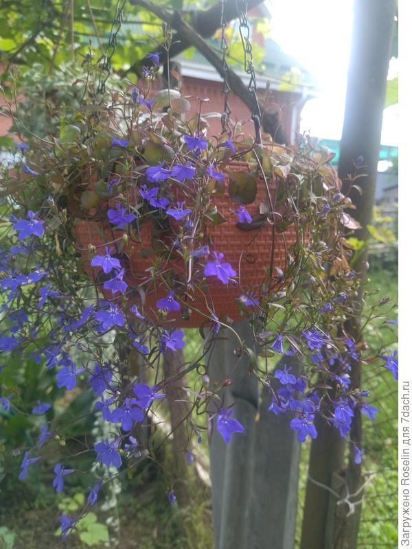 Выходец из тени в беседке