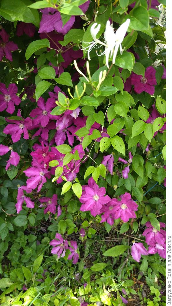Клематис на общей с соседкой рабице