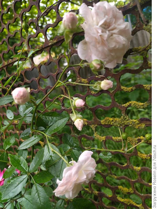 Роза- плетучка