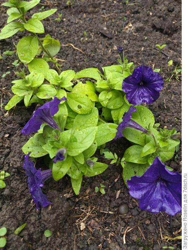 Петунья мокнет под дождём