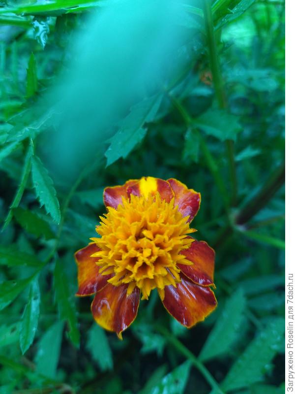 Первый бархотец