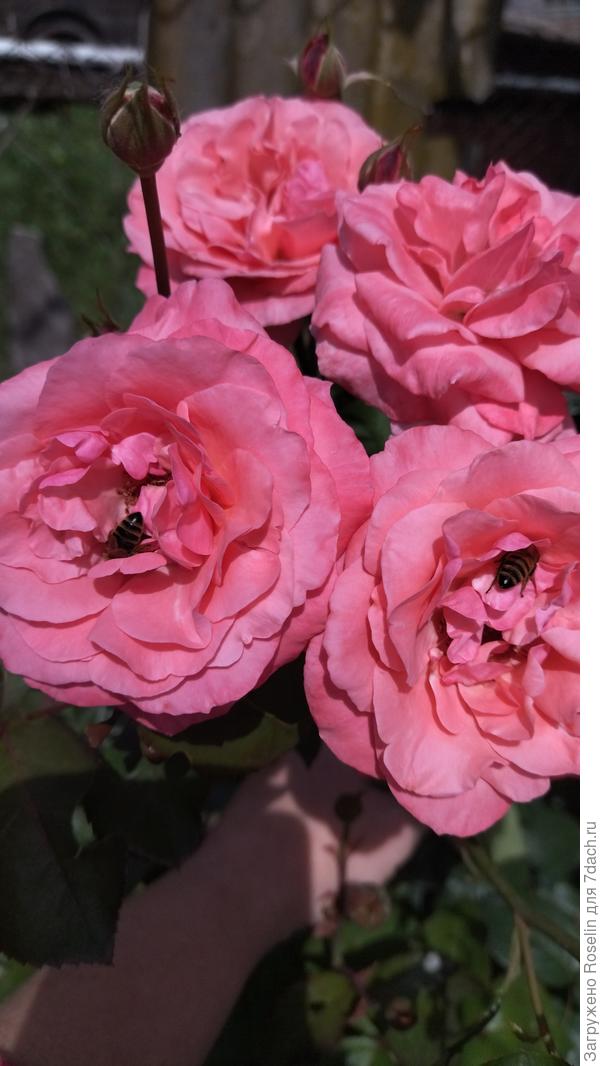 Каждой розочке по пчëлке