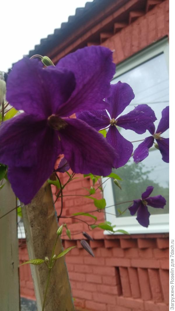 Клематис в палисаднике