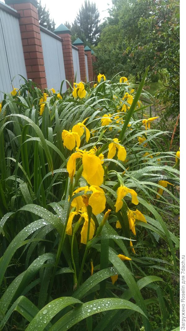 Ирис болотный