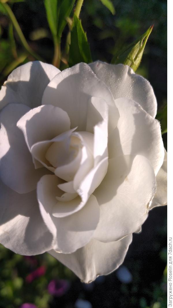 Роза Айсберг