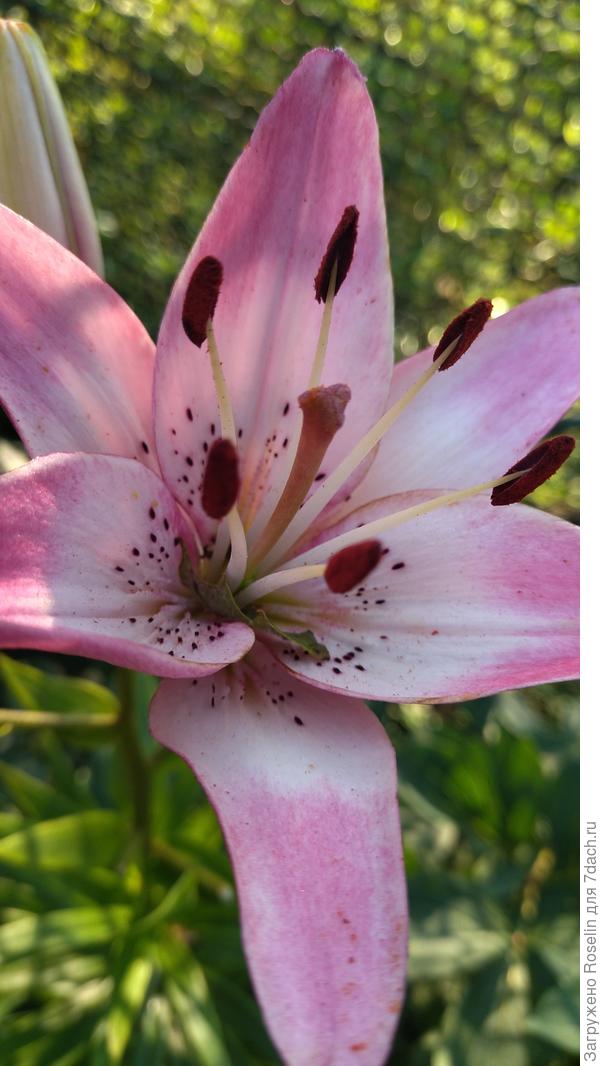 Тоже сорт не знаю, азиатка