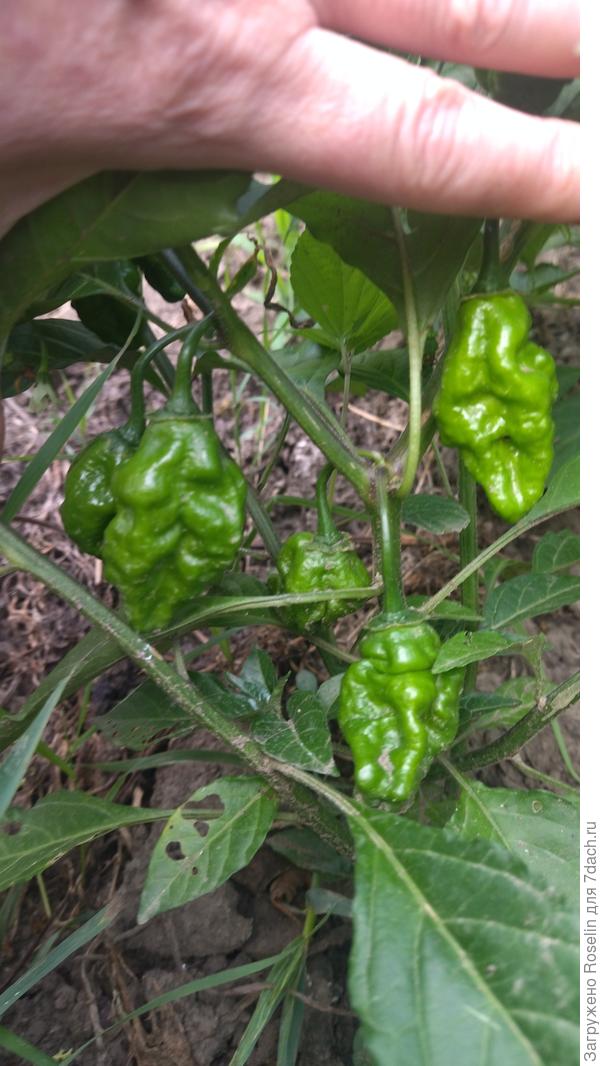 Кто-то из супер острых перцев