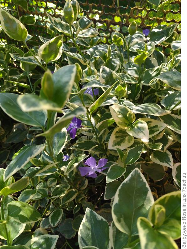 Барвинок вариегатный.