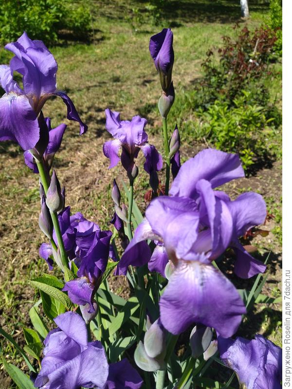 Ранние ирисы.