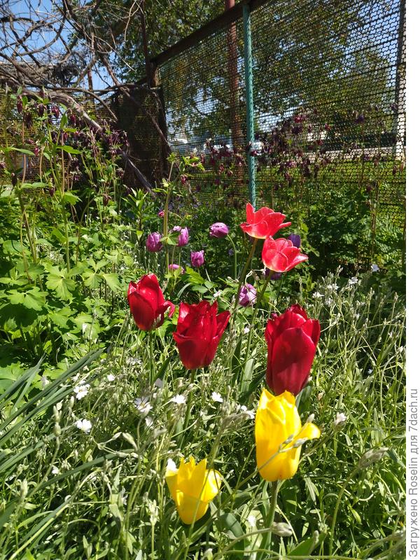 Радуют последние тюльпанчики. Основное цветение пришлось на Пасху.