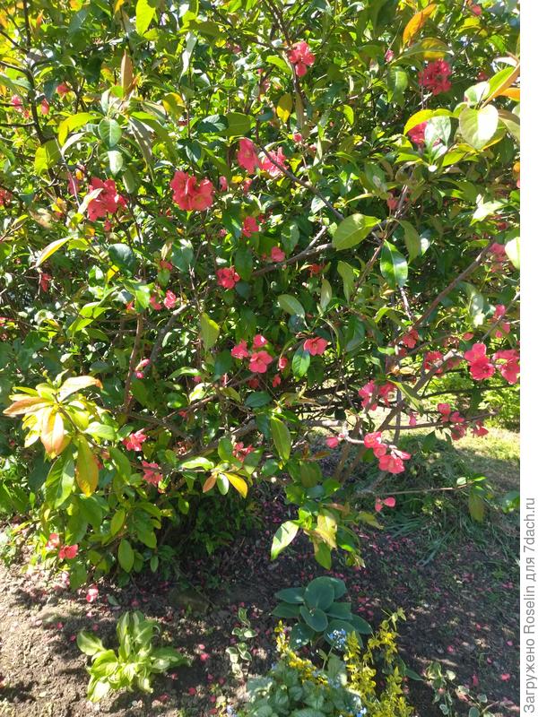 Хеномелес в этом году попал под снегопад и морозы с бутонами, поэтому цветет слабо, много бутонов замерзло..