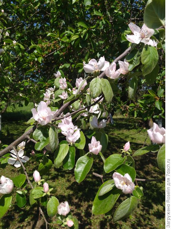 Последняя из плодовых цветет айва.
