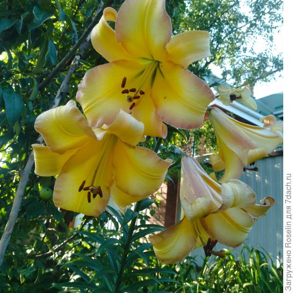 Райзин Мун. Посадка 22-го года. Каждый год цветонос выше. В этом году 1,7 м, в мой рост. А я не очень верила инетовским фото с лилейными деревьями.