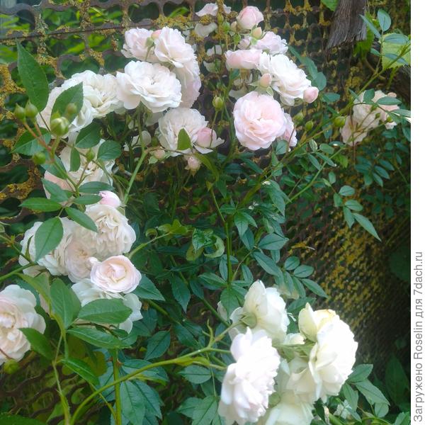 Мелкая плетучка у забора.