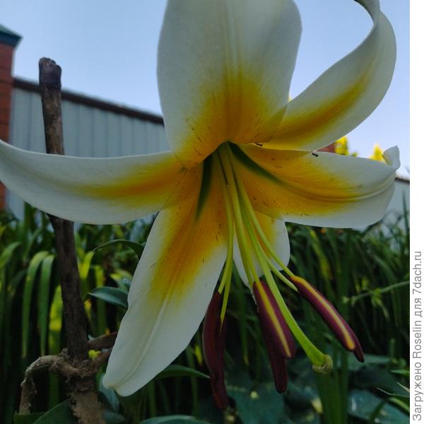 Мистер Писташ.