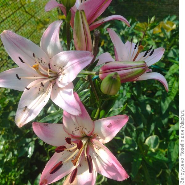 Розеллас Дрим. У меня сильно выгорает.