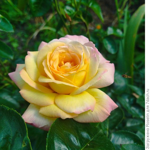 Глория Дей.