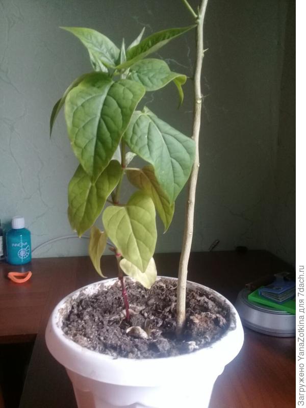 Что за растение?