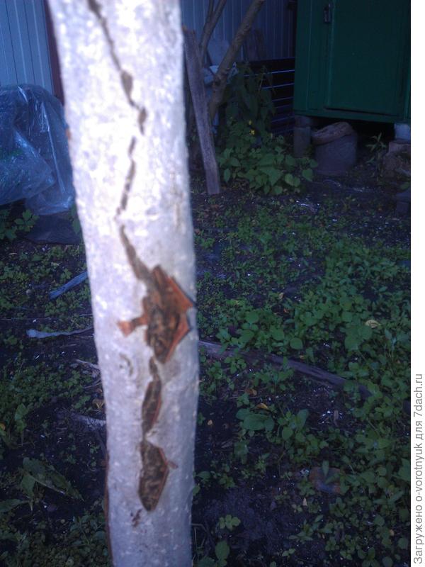 у моей яблоньки вот такая кора, а лисьтя на ветках еще больше усохли