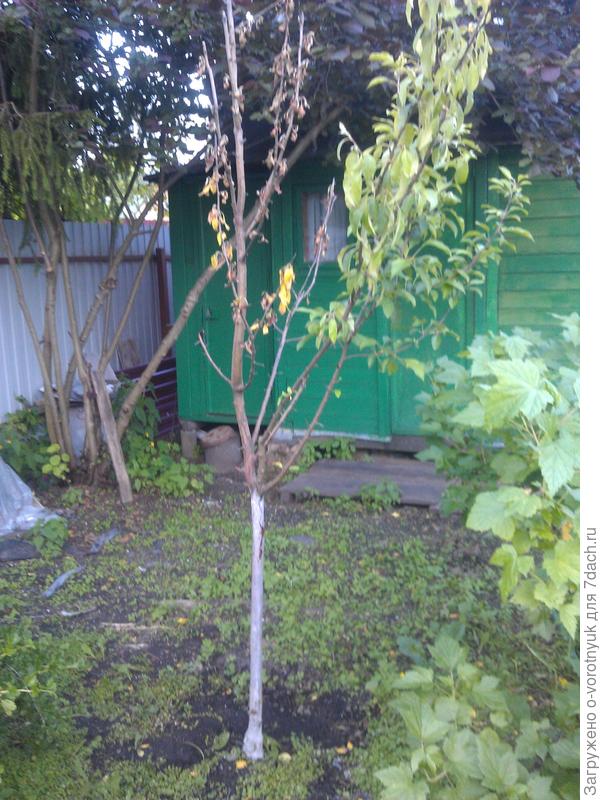 листья сохнут, но другая половина пока жива