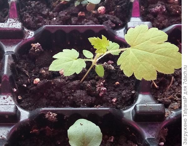 &quot;Смородина&quot;, такая была маленькая.