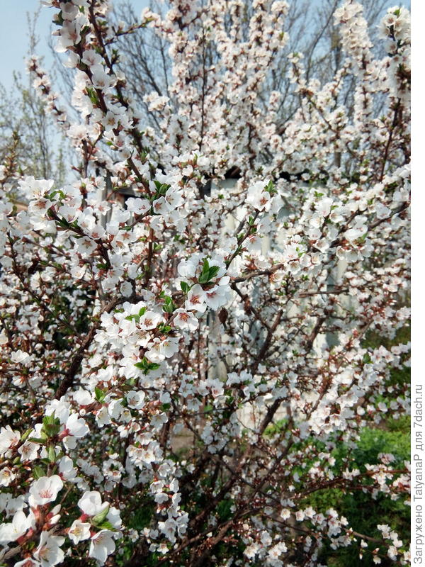 А мы уже вовсю радовались солнышку и теплу ( больше 20 градусов всю неделю),  вишни зацвели, а вчера температура резко упала за 2 часа с 22 до 12 градусов,  ночью ноль, сегодня днем +10, холодный ветер.