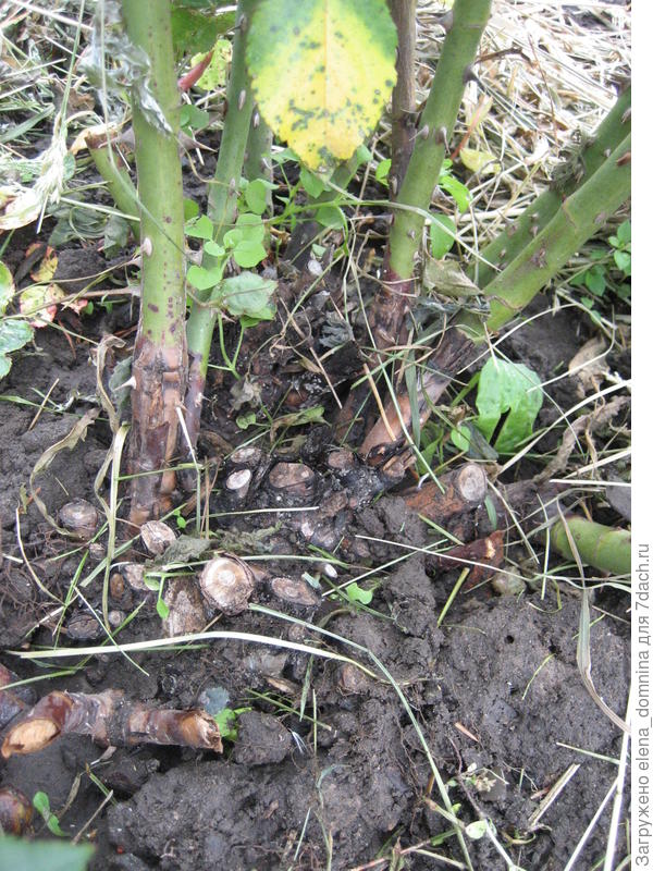 поврежденные веточки