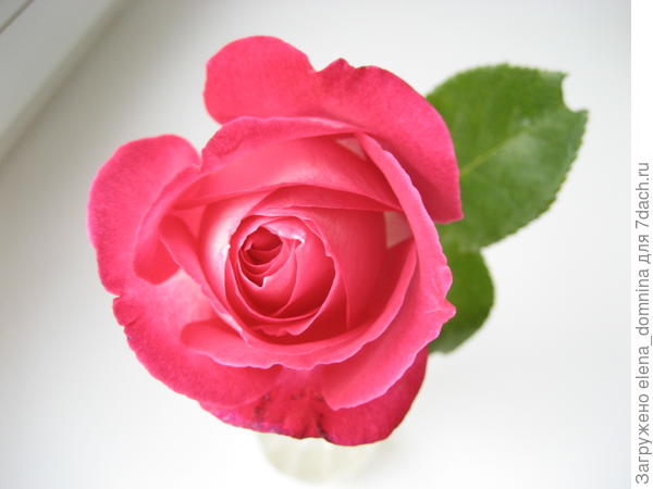 Вот такой красивый цветок