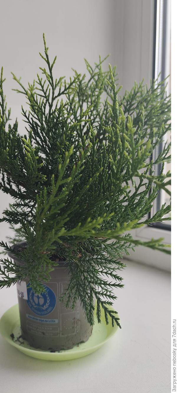 Можжевельник?