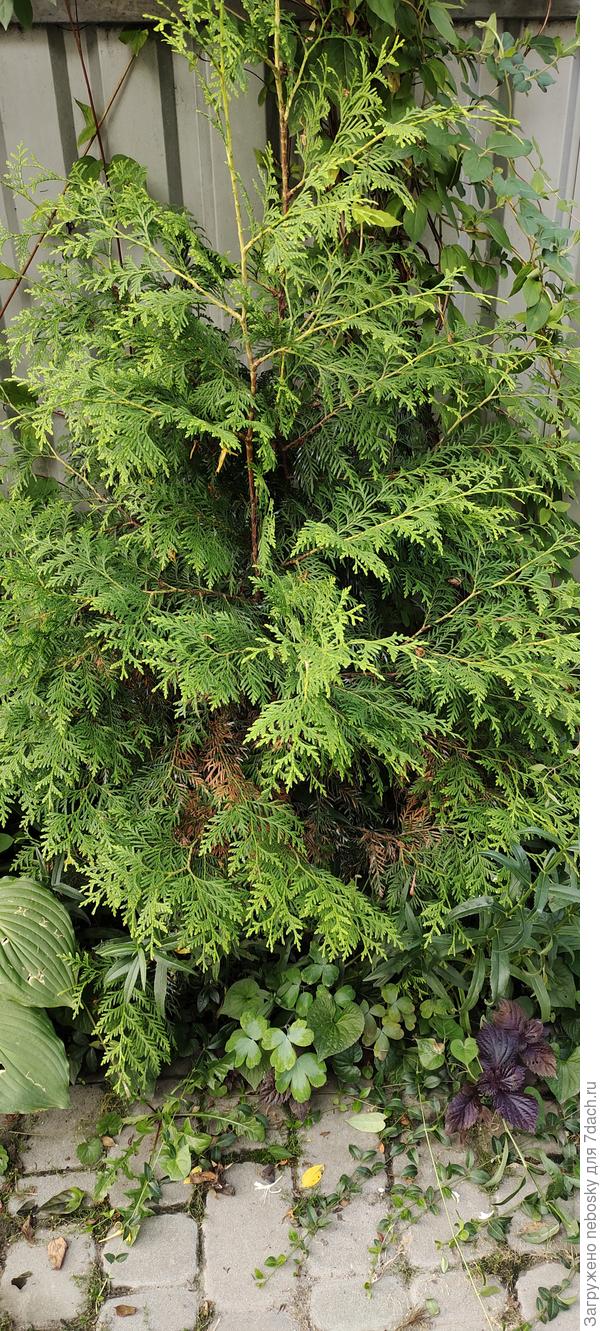 Туя в целом