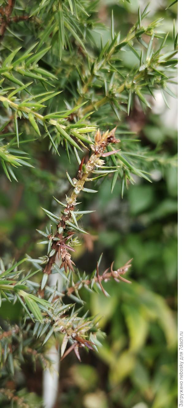 Можжевельник