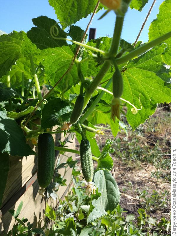 Огурчики все чистенькие, красота!