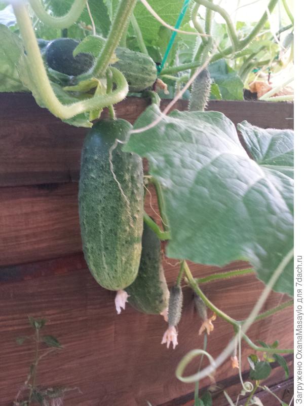 хочу теплое лето!!!