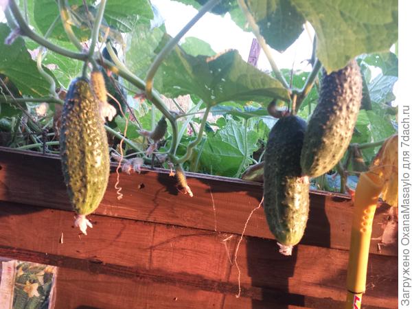 все огурчики на виду!