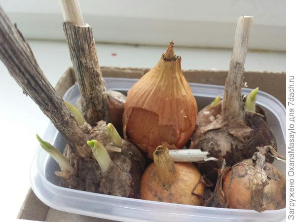 чесночок проклюнулся (18.3.18)