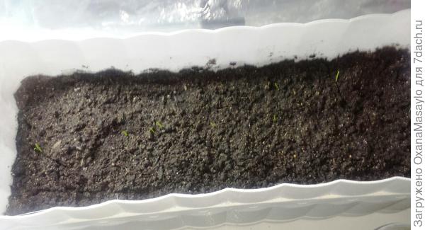 надеюсь вырастет именно Эксибишен )