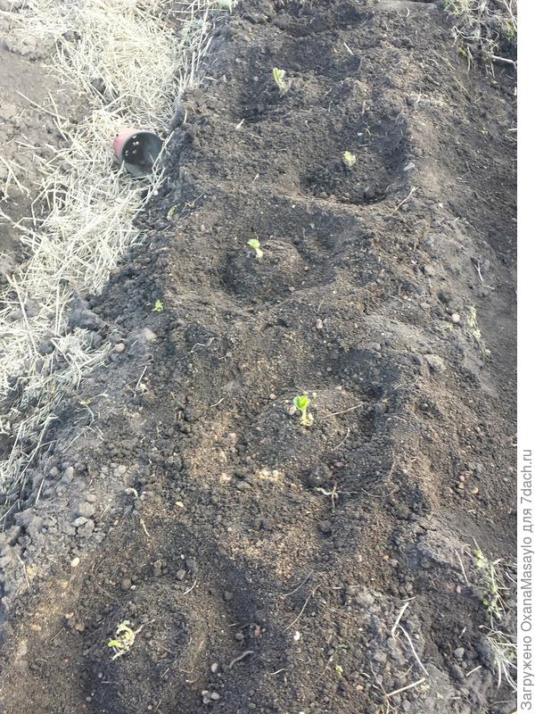 вот такая грядочка у меня получилась.