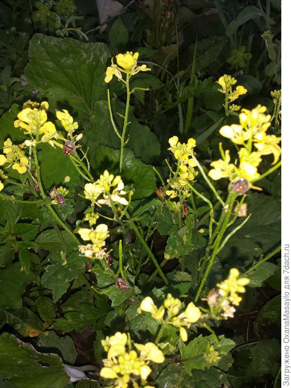 нашествие клопов, июнь 2018