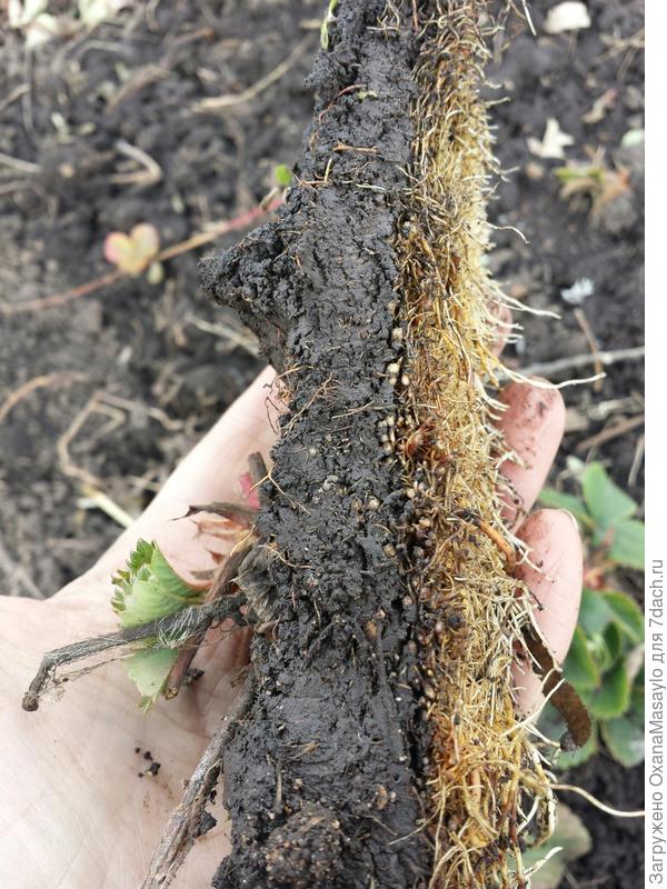 перезимовавший усик земляники &amp;quot;Елизавета вторая&amp;quot;