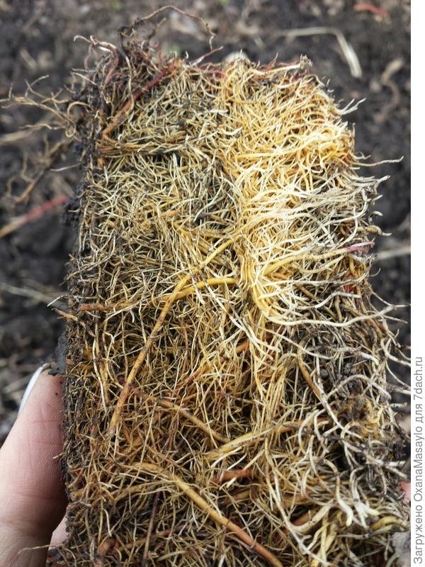 вот такая корневая за зиму наросла.