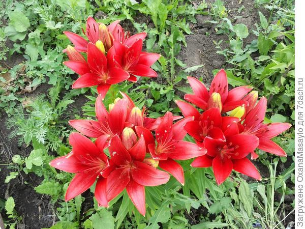 лилия &quot;Каравита&quot;