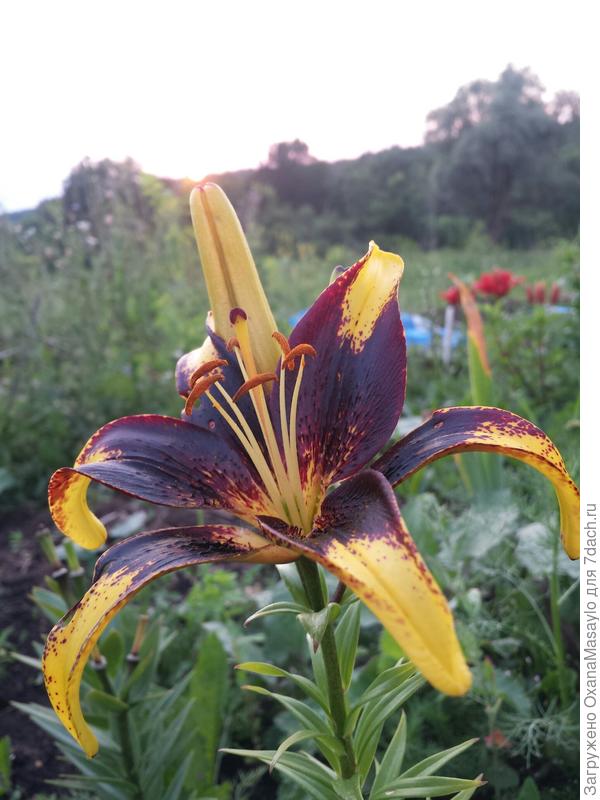 &quot;Лайон Херт&quot;