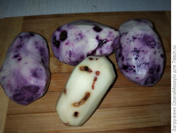 на белой лучше видно прогрызы