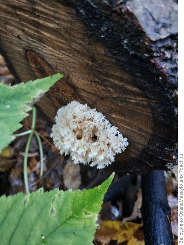 загадочный гриб!