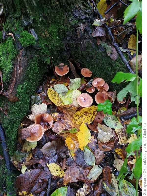 красивая полянка встретилась сегодня