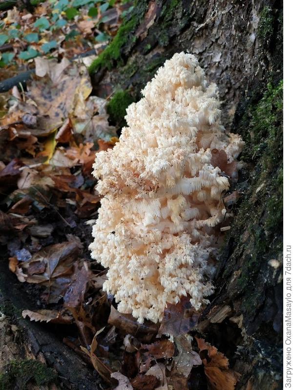 пахнет хорошо )))