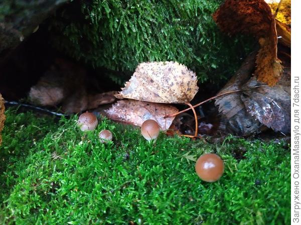 забавные грибочки, словно декорация к кукольному мультику )